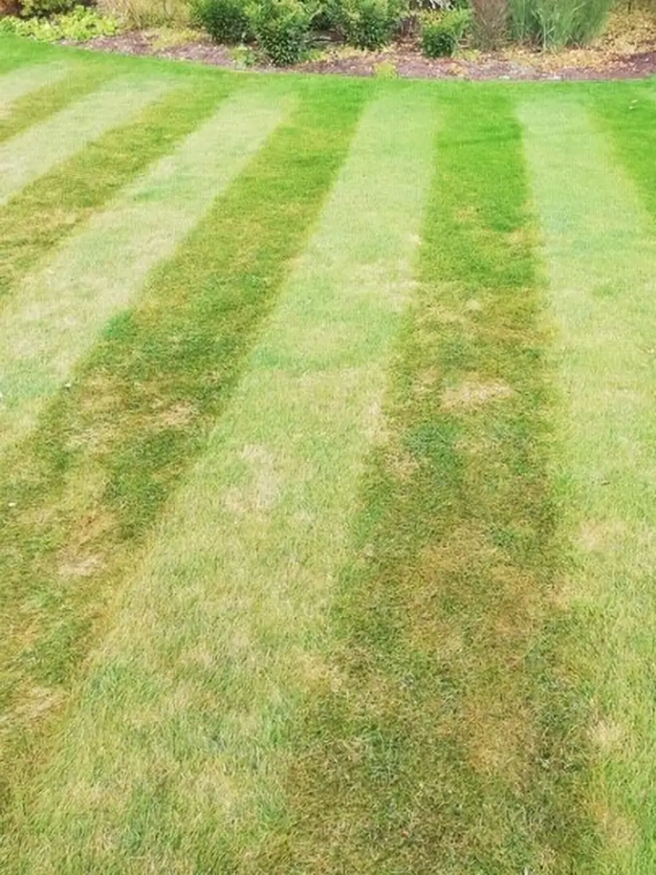Lawn damaged by Red Thread